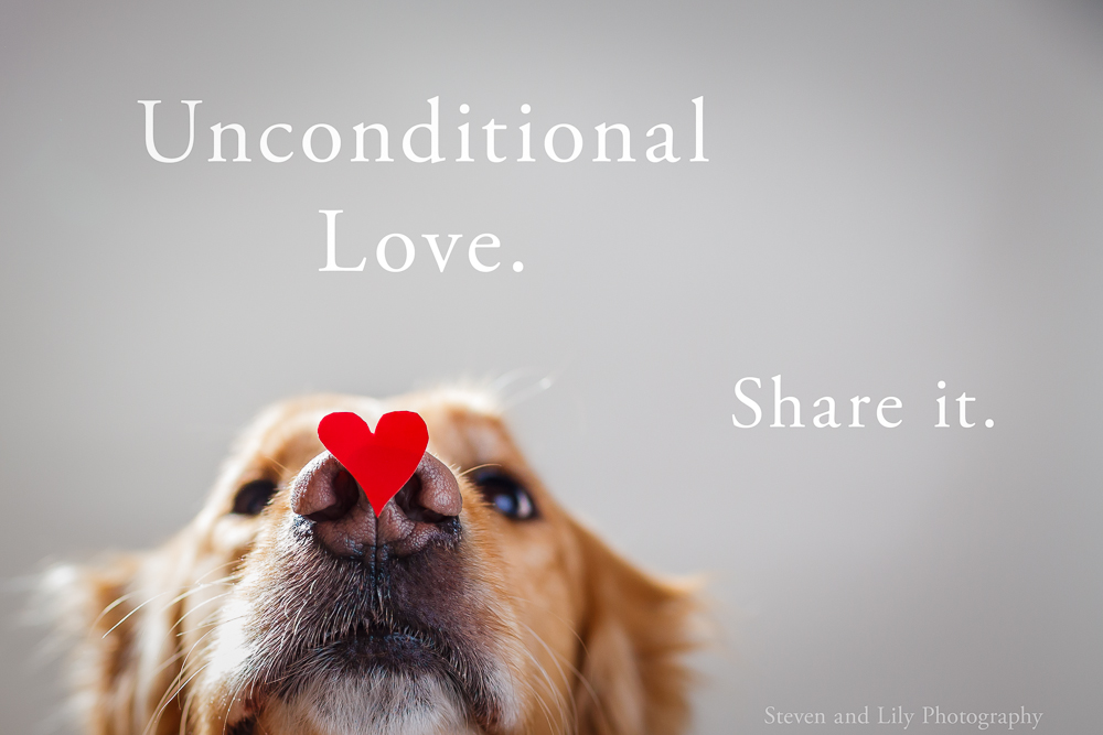 Happy Unconditional Love Day! Steven and Lily Photography
