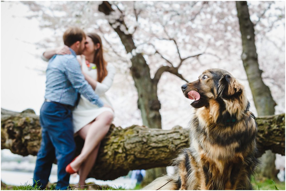 Washington DC Cherry Blossom Engagement Session Wedding Richmond Wedding photographers_0017